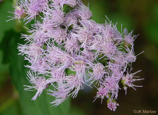 image of Conoclinium coelestinum, Mistflower, Wild Ageratum, Hardy Ageratum