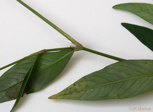 image of Persicaria longiseta, Longbristle Smartweed, Bristly Lady's-thumb, Creeping Smartweed, Tufted Knotweed