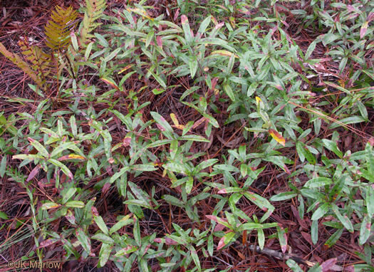 image of Quercus elliottii, Running Oak