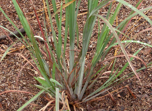 image of Andropogon capillipes, Dryland White Bluestem, Chalky Bluestem