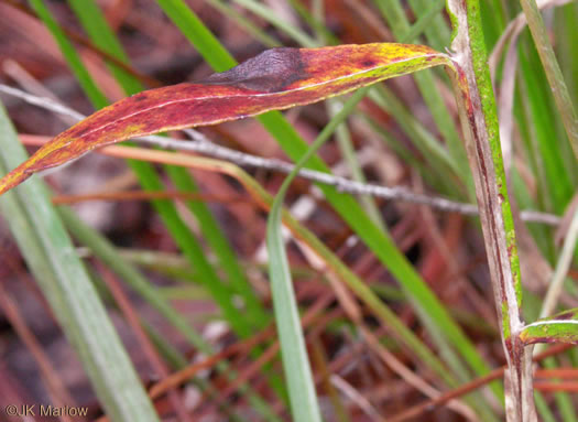 image of Pterocaulon pycnostachyum, Black Snakeroot, Dense-spike Blackroot, Pineland Wingstem