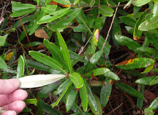 image of Quercus elliottii, Running Oak