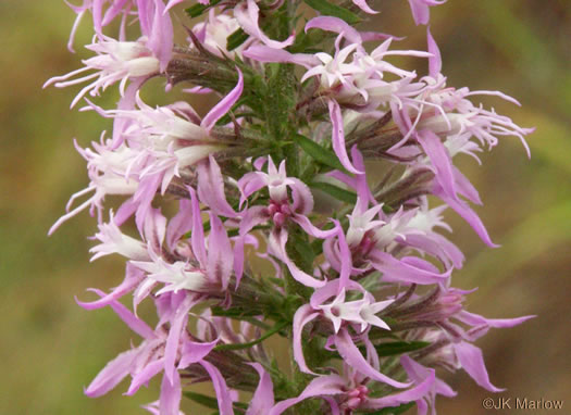 Common Elegant Blazing-star