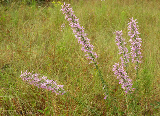 image of Liatris elegans var. elegans, Common Elegant Blazing-star