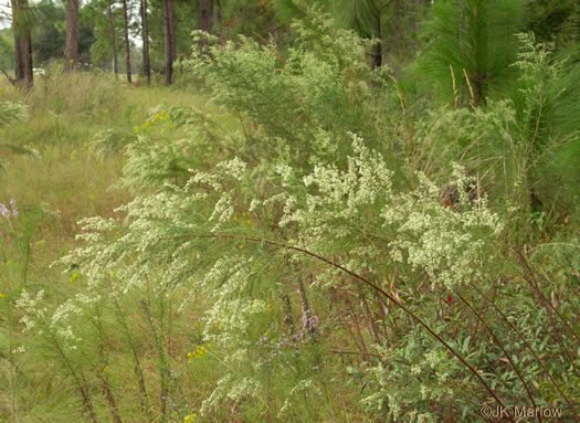 image of Eupatorium compositifolium, Coastal Dog-fennel, Yankeeweed