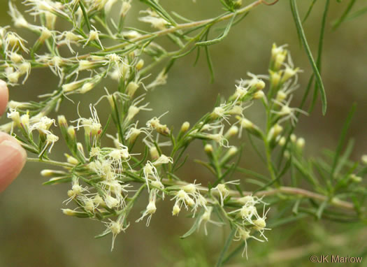 image of Eupatorium compositifolium, Coastal Dog-fennel, Yankeeweed