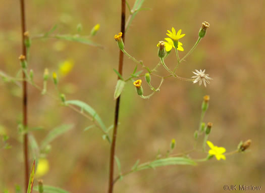 image of Croptilon divaricatum, Scratch-daisy, Goldenweed, Slender Scratch-daisy