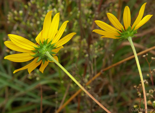 image of Helianthus angustifolius, Narrowleaf Sunflower, Swamp Sunflower