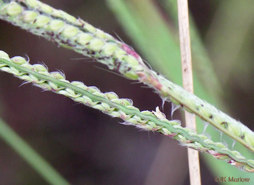 image of Paspalum urvillei, Vasey Grass