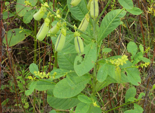 image of Crotalaria spectabilis, Showy Rattlebox