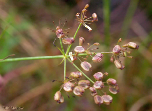 fruit of Tiedemannia canbyi, Canby's Cowbane, Canby's Dropwort