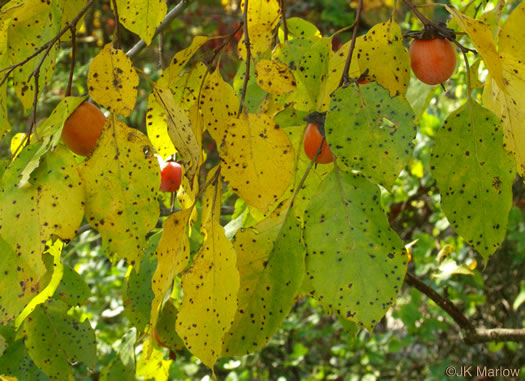 image of Diospyros virginiana, American Persimmon, Possumwood, Simmon