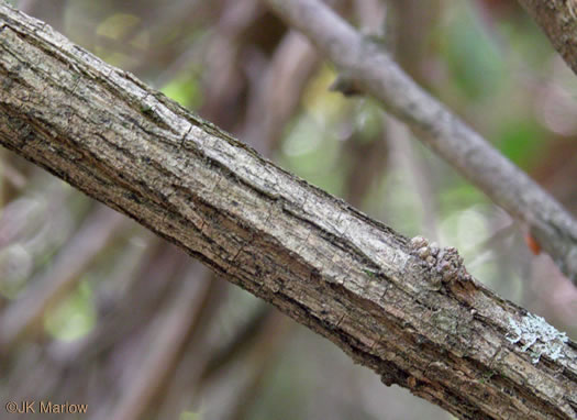 image of Lonicera maackii, Amur Bush-honeysuckle, Amur Honeysuckle