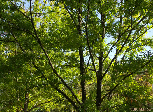 image of Quercus acutissima, Sawtooth Oak