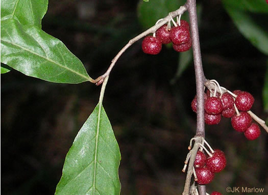 image of Elaeagnus umbellata, Autumn-olive, Spring Silverberry, Oriental Silverleaf