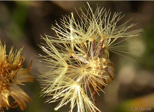 pappus