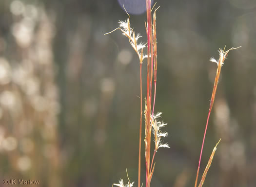 image of Schizachyrium scoparium var. scoparium, Common Little Bluestem