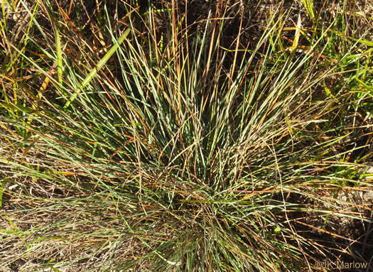 image of Sporobolus junceus, Sandhills Dropseed, Pineywoods Dropseed