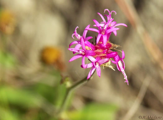 image of Vernonia acaulis, Stemless Ironweed, Carolina Ironweed, Flatwoods Ironweed