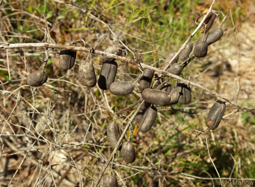 image of Baptisia alba, Thick-pod White Wild Indigo