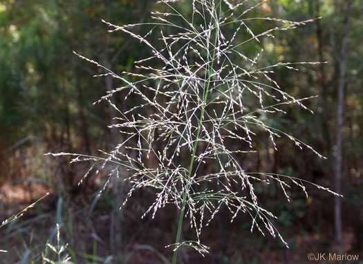 panicle