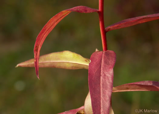 image of Solidago odora, Licorice Goldenrod, Sweet Goldenrod, Anise Goldenrod, Anise-scented Goldenrod