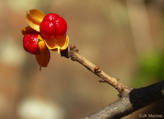 image of Celastrus orbiculatus, Oriental Bittersweet