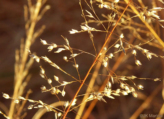 Sporobolus heterolepis, Prairie Dropseed