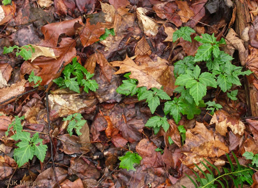 image of Cardamine angustata, Eastern Slender Toothwort