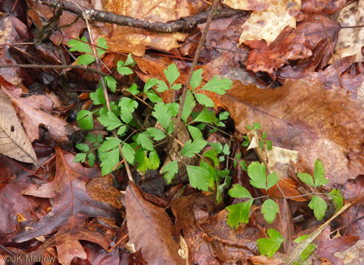 image of Osmorhiza longistylis, Aniseroot, Smooth Sweet Cicely, Longstyle Sweet-cicely