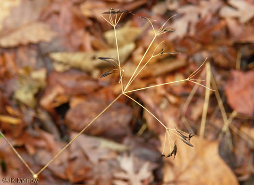 image of Osmorhiza longistylis, Aniseroot, Smooth Sweet Cicely, Longstyle Sweet-cicely