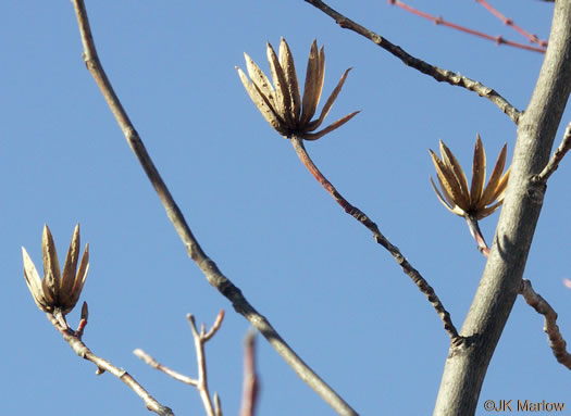 image of Liriodendron tulipifera var. tulipifera, Tuliptree, Yellow Poplar, Whitewood