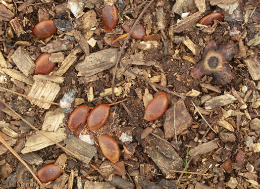 image of Diospyros virginiana, American Persimmon, Possumwood, Simmon