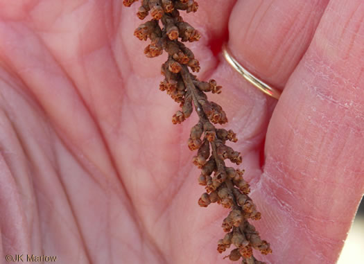 Taxodium distichum, Bald Cypress