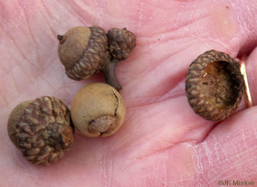 image of Quercus pagoda, Cherrybark Oak, Swamp Spanish Oak