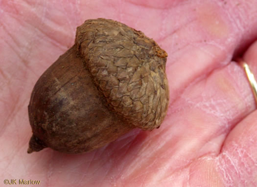 image of Quercus shumardii, Shumard Oak, Swamp Red Oak