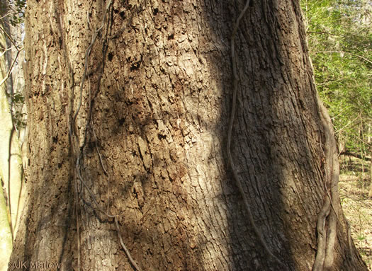 image of Quercus michauxii, Swamp Chestnut Oak, Basket Oak