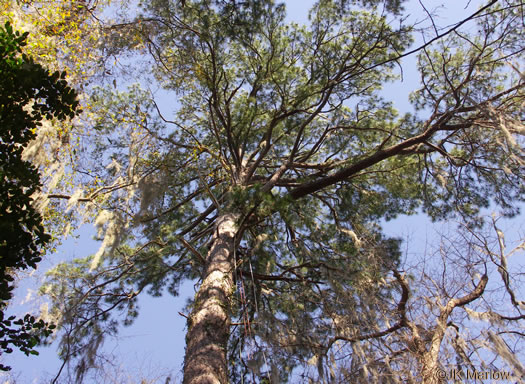 image of Pinus taeda, Loblolly Pine, Old Field Pine