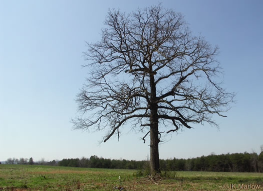 image of Quercus stellata, Post Oak