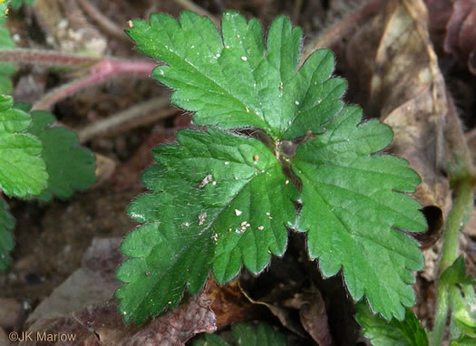 leaf or frond of Potentilla indica, Indian Strawberry, Mock Strawberry