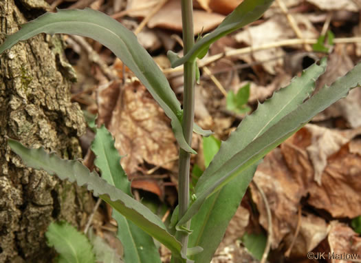 leaf or frond of Boechera laevigata, Common Smooth Rockcress