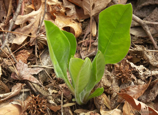 image of Andersonglossum virginianum, Southern Wild Comfrey, Southern Hound’s-tongue