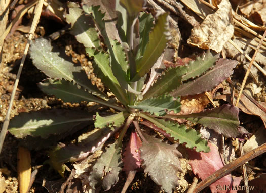 image of Borodinia laevigata, Common Smooth Rockcress