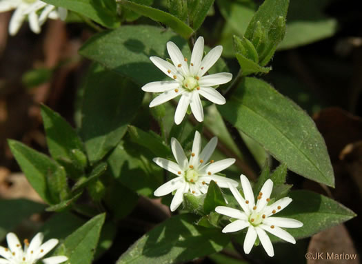 image of Stellaria pubera, Giant Chickweed, Star Chickweed, Great Chickweed, Common Starwort