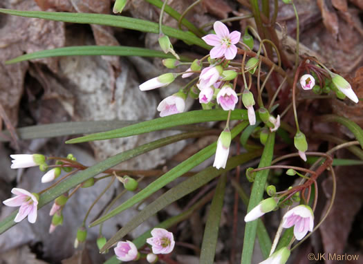 Claytonia virginica var. virginica, Spring-beauty