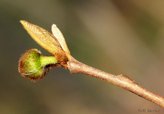 image of Asimina parviflora, Small-flowered Pawpaw, Small-fruited Pawpaw, Dwarf Pawpaw