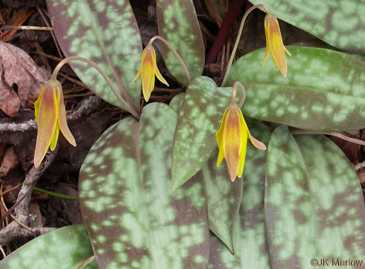 image of Erythronium umbilicatum ssp. umbilicatum, Dimpled Trout Lily, Dogtooth Violet