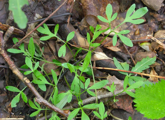 leaf or frond of Erigenia bulbosa, Harbinger-of-Spring, Pepper-and-Salt, Erigenia