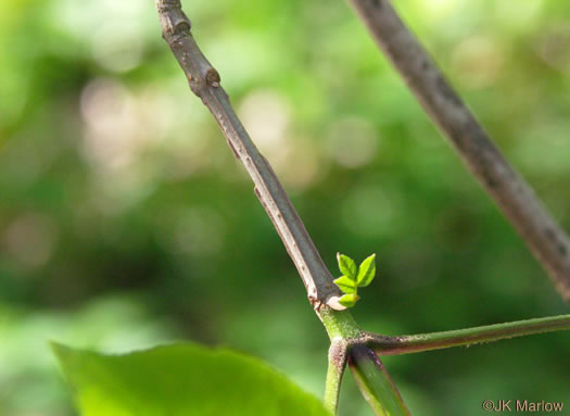 image of Fraxinus quadrangulata, Blue Ash