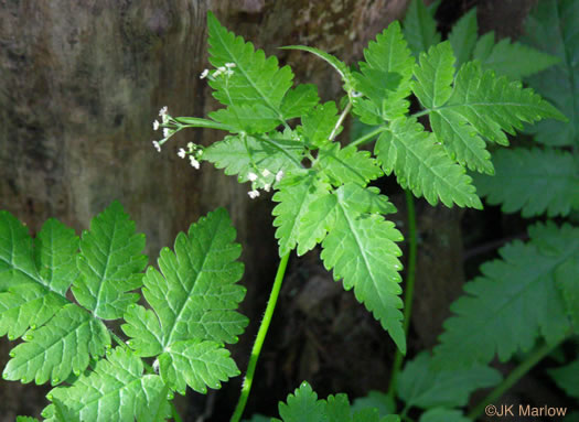 leaf or frond of Osmorhiza claytonii, Bland Sweet Cicely, Hairy Sweet Cicely